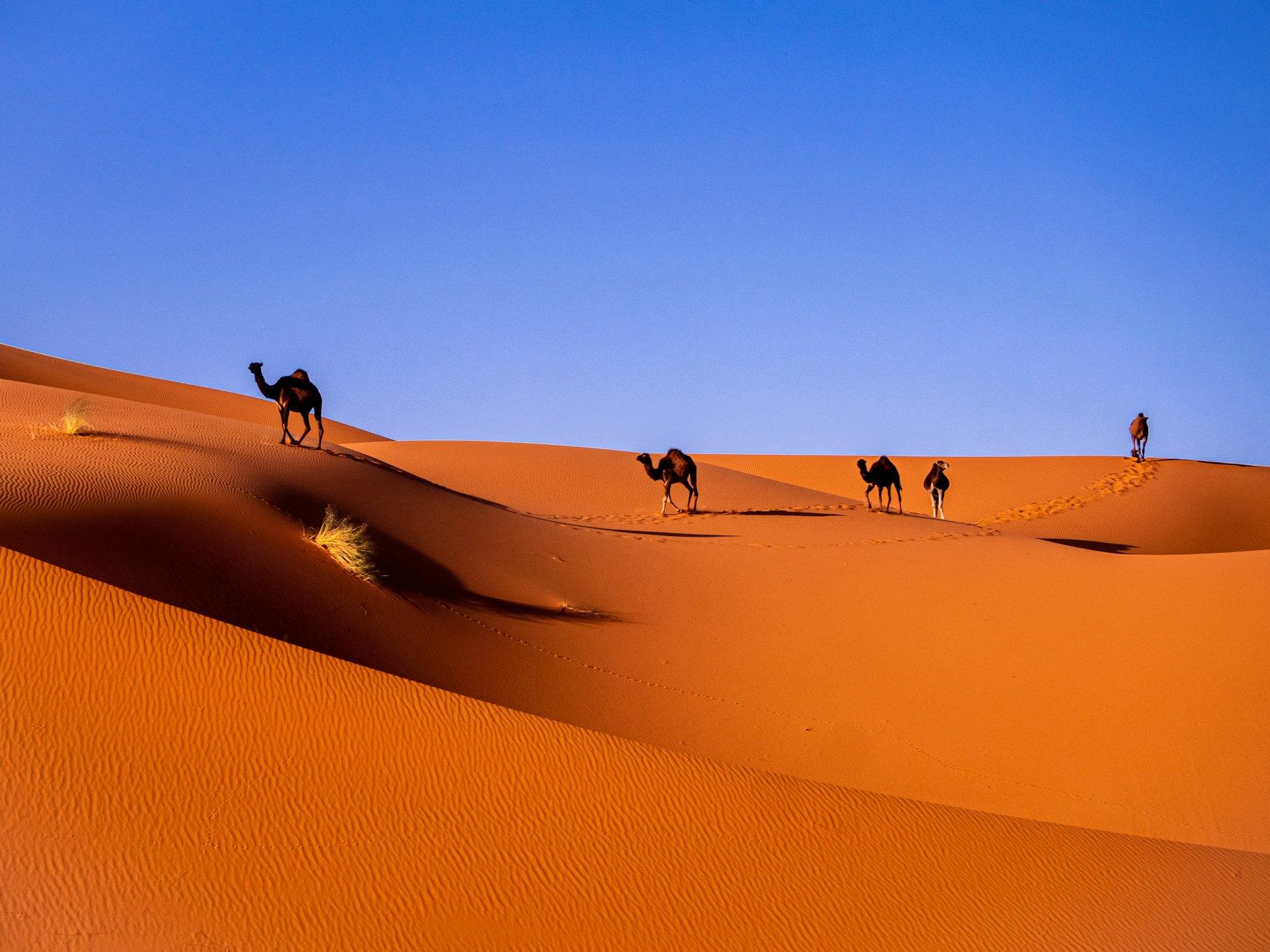 Dromadaires dans les dunes orange de Merzouga